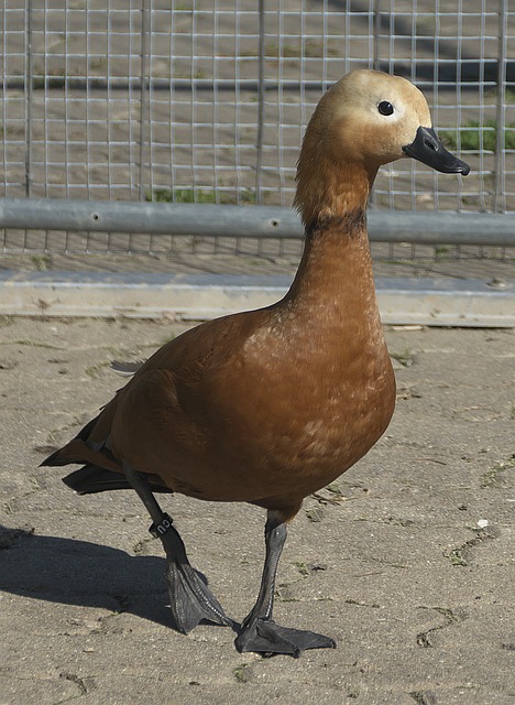 宿命对决